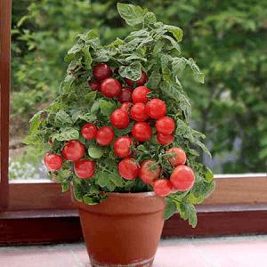 semillas de Tomate🍅avanzadas cherry - tomates para toda la vida en casa