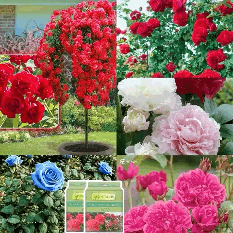 𝑹𝒐𝒔𝒂𝒔 𝑳𝒐𝒕𝒐 𝑷𝒆𝒓𝒇𝒖𝒎𝒂𝒅𝒂𝒔🌸 mixtas-crecimiento avanzado