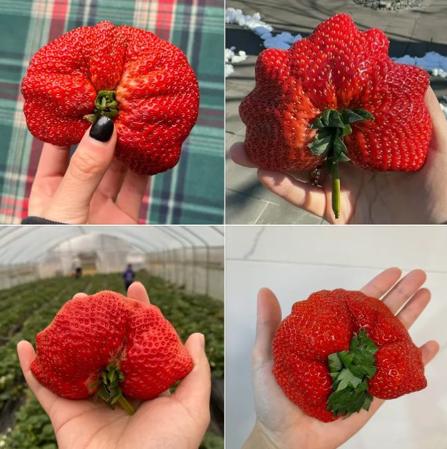 Semillas de fresas🍓 gigantes cremosas | hazlo desde tus materas