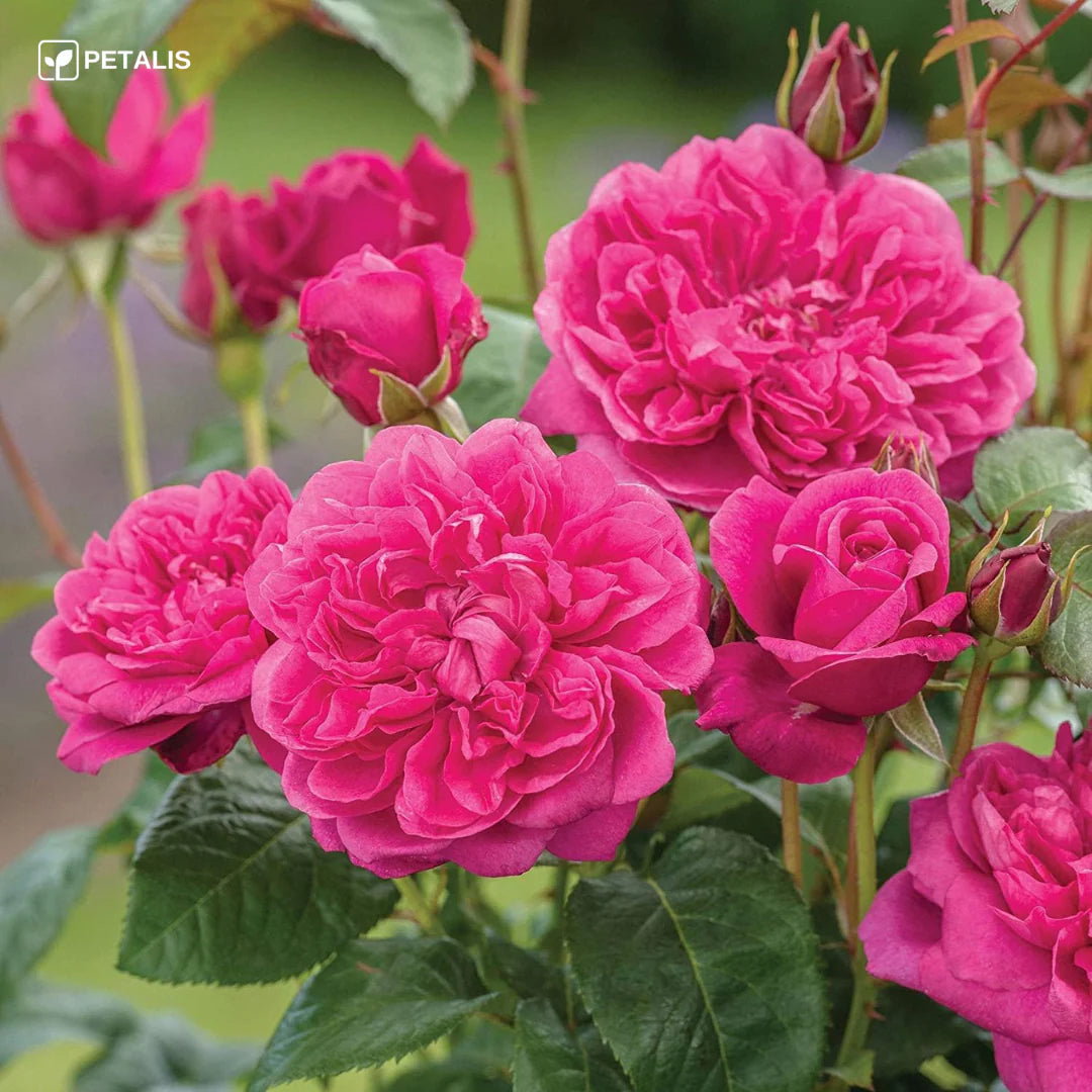 𝑹𝒐𝒔𝒂𝒔 𝑳𝒐𝒕𝒐 𝑷𝒆𝒓𝒇𝒖𝒎𝒂𝒅𝒂𝒔🌸 mixtas-crecimiento avanzado