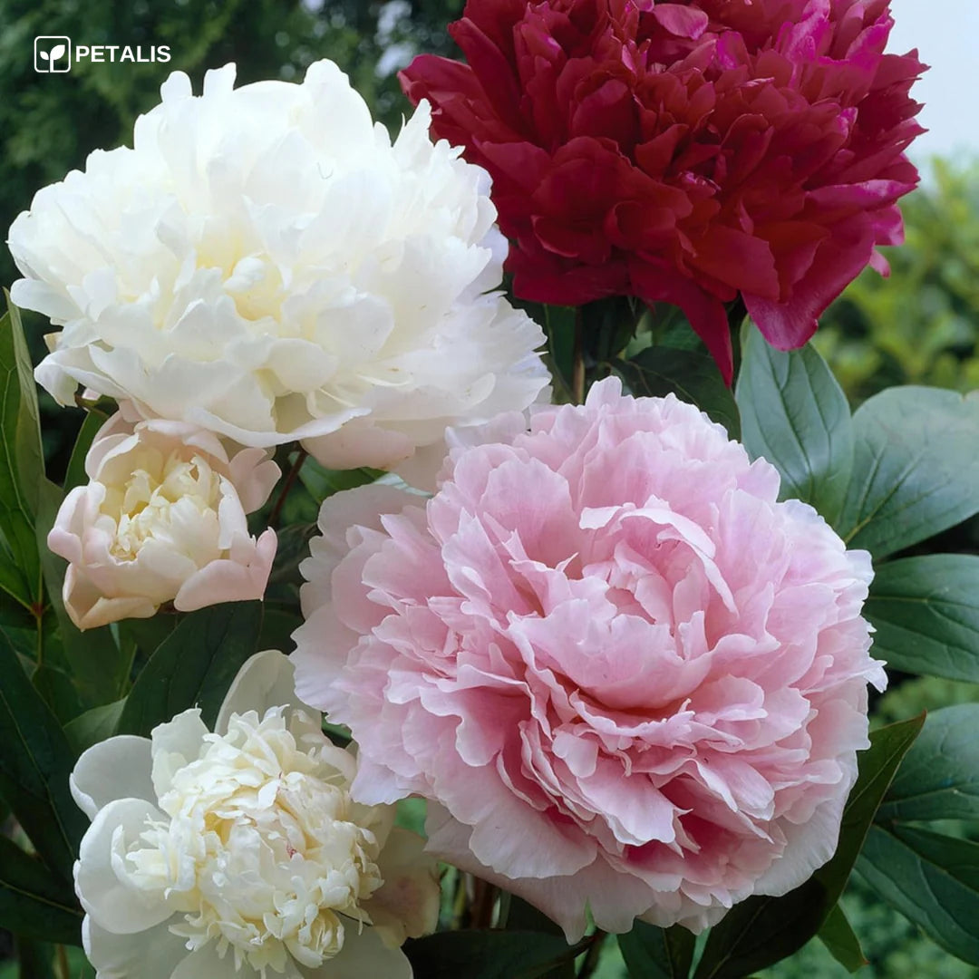 𝑹𝒐𝒔𝒂𝒔 𝑳𝒐𝒕𝒐 𝑷𝒆𝒓𝒇𝒖𝒎𝒂𝒅𝒂𝒔🌸 mixtas-crecimiento avanzado