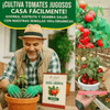 semillas de Tomate🍅avanzadas cherry - tomates para toda la vida en casa